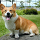 Illustration for article titled If You Own a Pembroke Welsh Corgi
